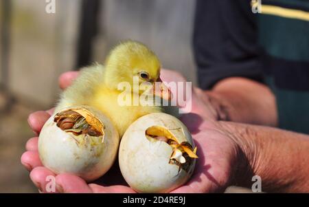 Gänseküken, die`s den Händen eines Bauern aus Eiern schlüpfen Stockfoto